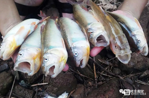 关于未必进球在这个比赛中这鱼的个头的信息 关于未必进球在这个比赛中这鱼的个头的信息